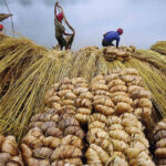 crop-of-tabacco-jute-and-ka