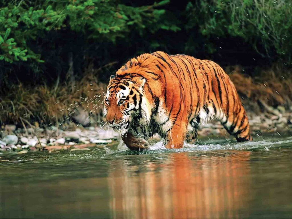 Bengal-Tigers-3