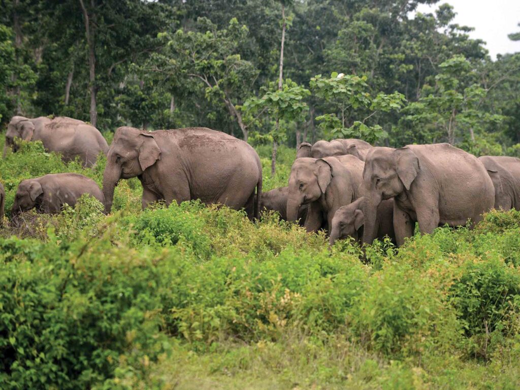 india-forest-elephants