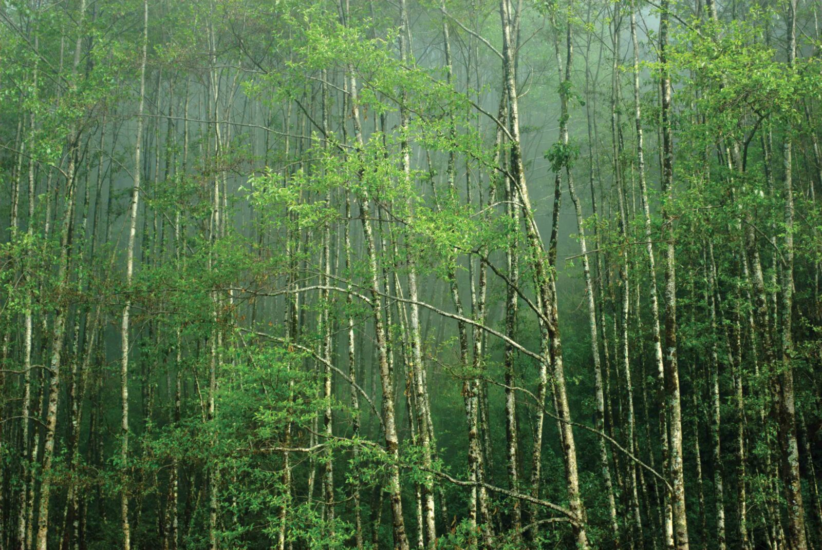 sikkim-trees